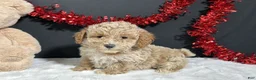 Toy Poodle dogs for sale: Addie - Ad 1