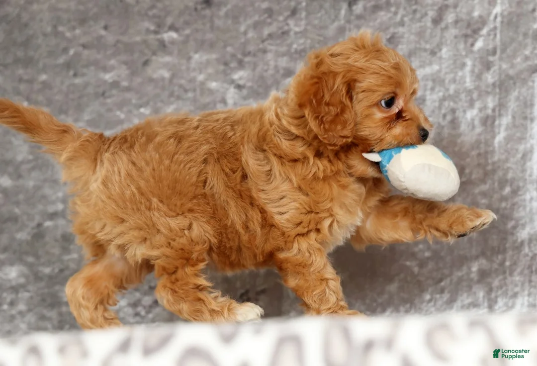 Cavapoo dogs for sale: Parker - Ad 6