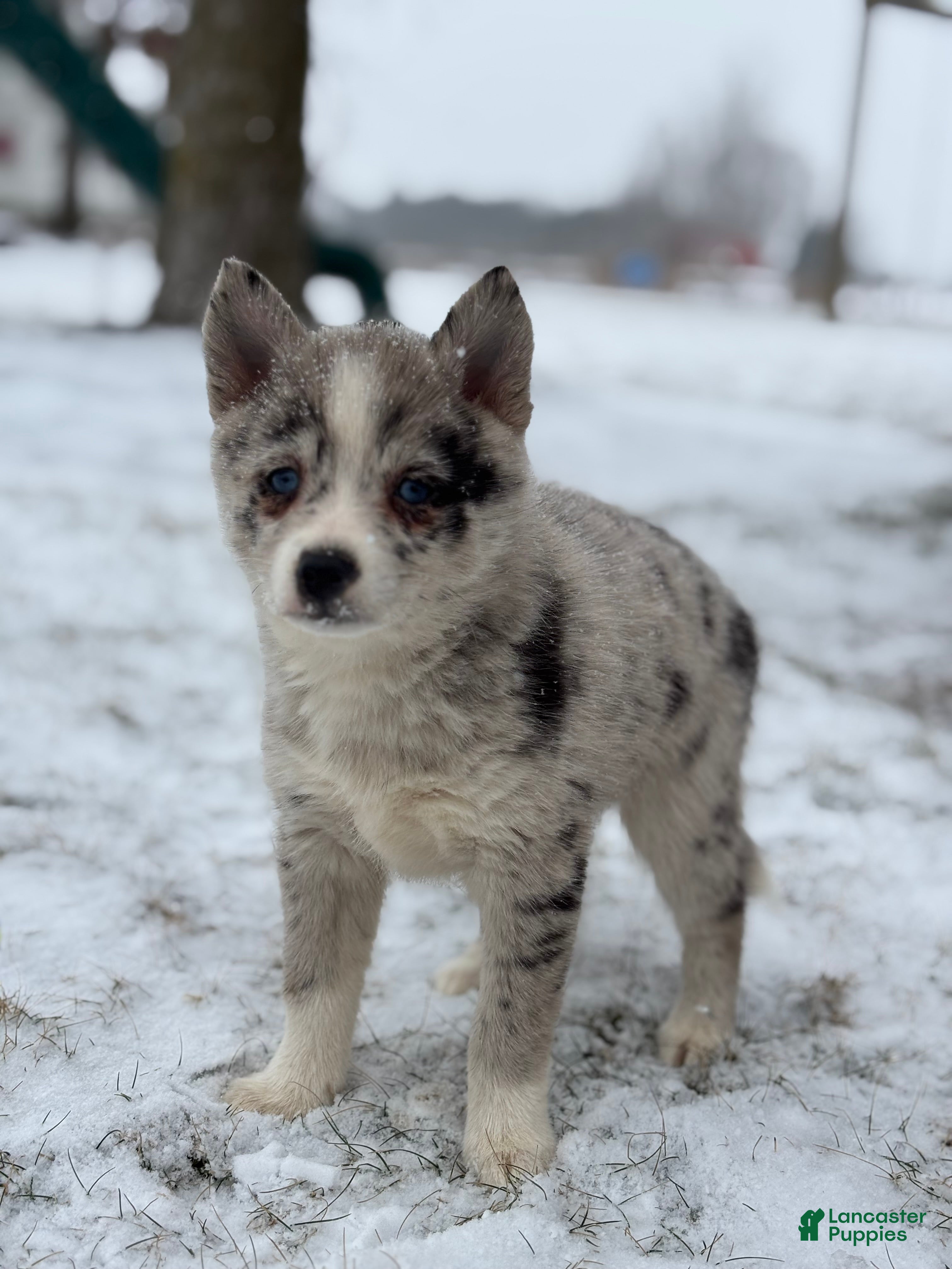 Pomsky dogs Grace - Ad 3