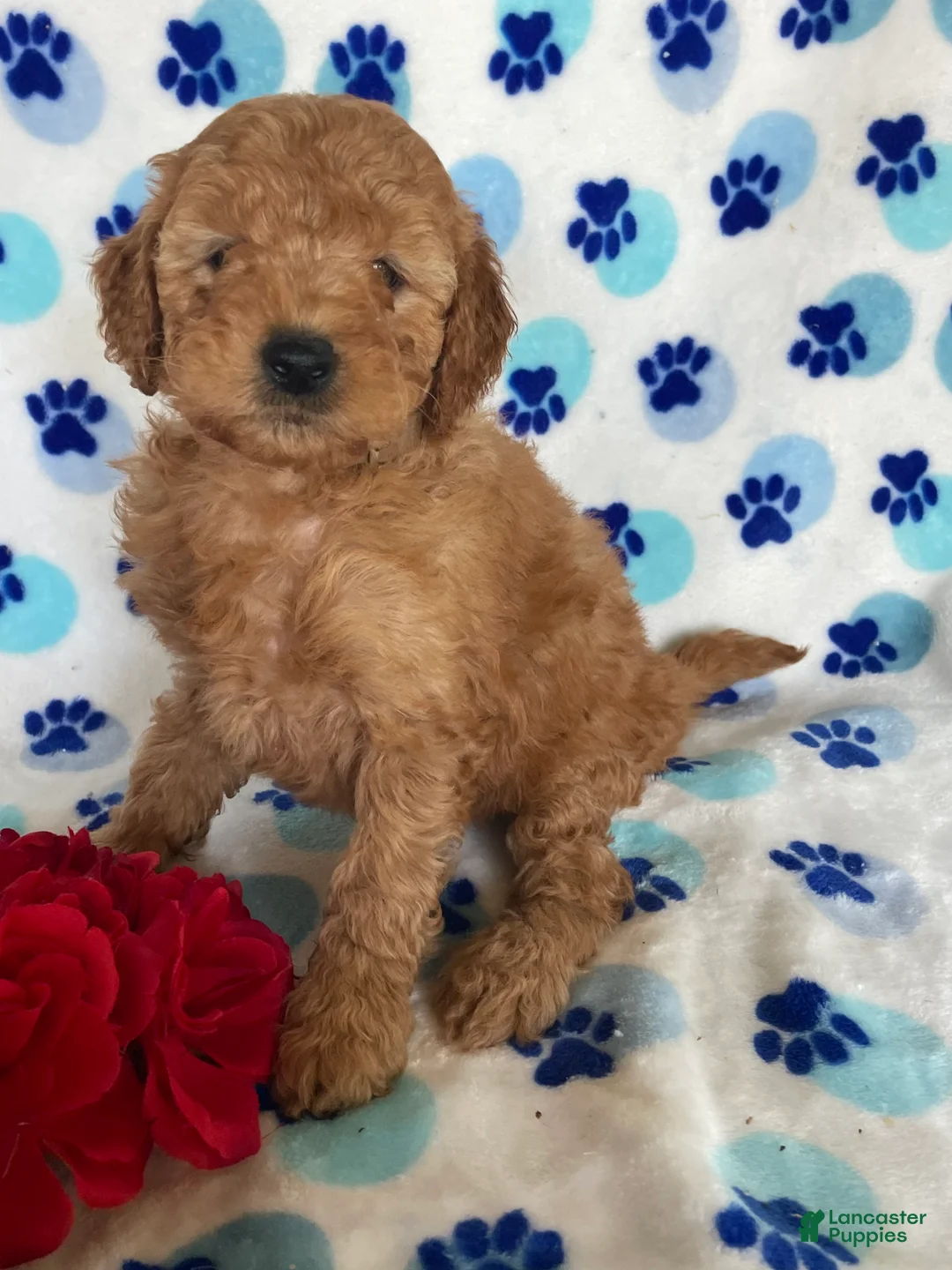 Mini Goldendoodle dogs for sale: Charlie - Ad 4