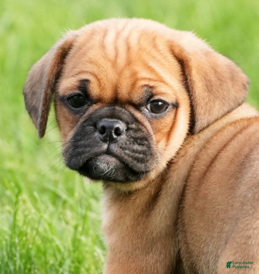 Puggle dogs for sale: Benson - Ad 9