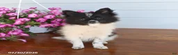 Pomeranian dogs for sale: Mark - Ad 5