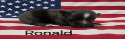 Australian Shepherd dogs for sale: Ronald - Ad 7