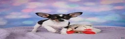 Chihuahua dogs for sale: OSA - Ad 9