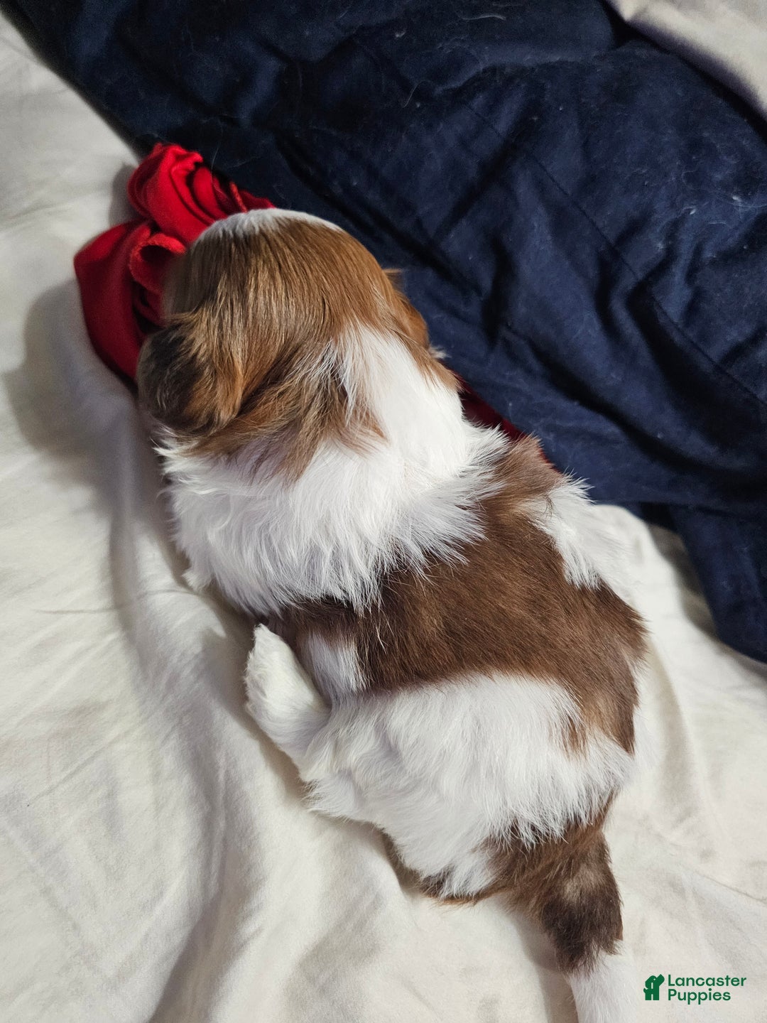 Shih Tzu dogs for sale: Yogi - Ad 3