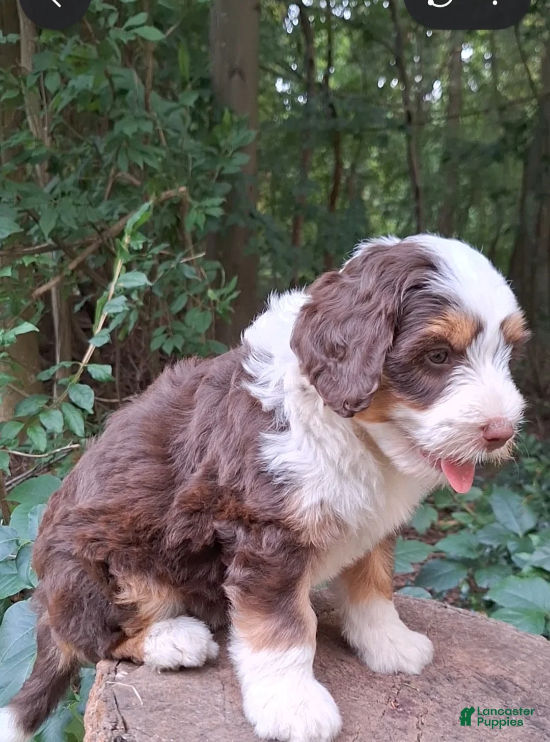Mini Bernedoodle dogs for sale: Ivy - Ad 2