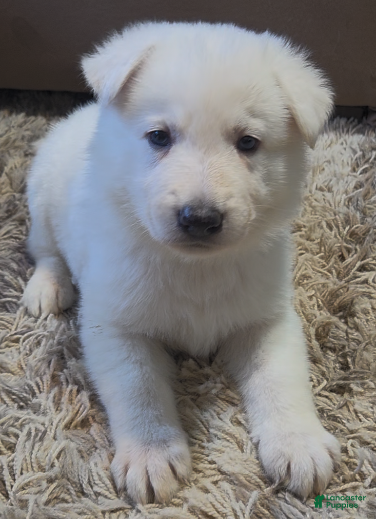 German Shepherd dogs White German Shepherd Puppy - Green - Ad 17