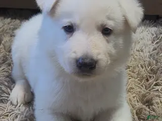 German Shepherd dogs White German Shepherd Puppy - Green - Ad 17