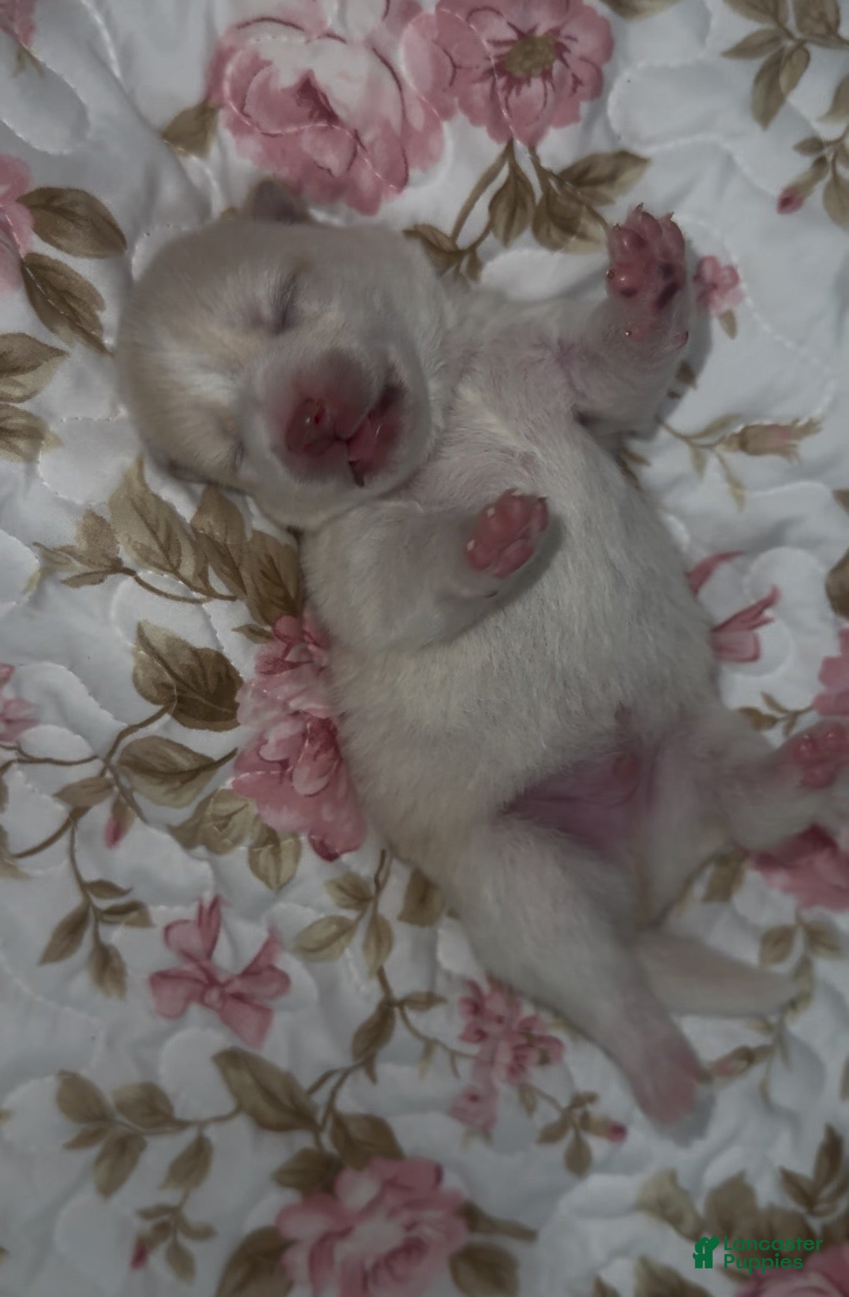 Mixed Breed dogs Atsushi - Ad 1