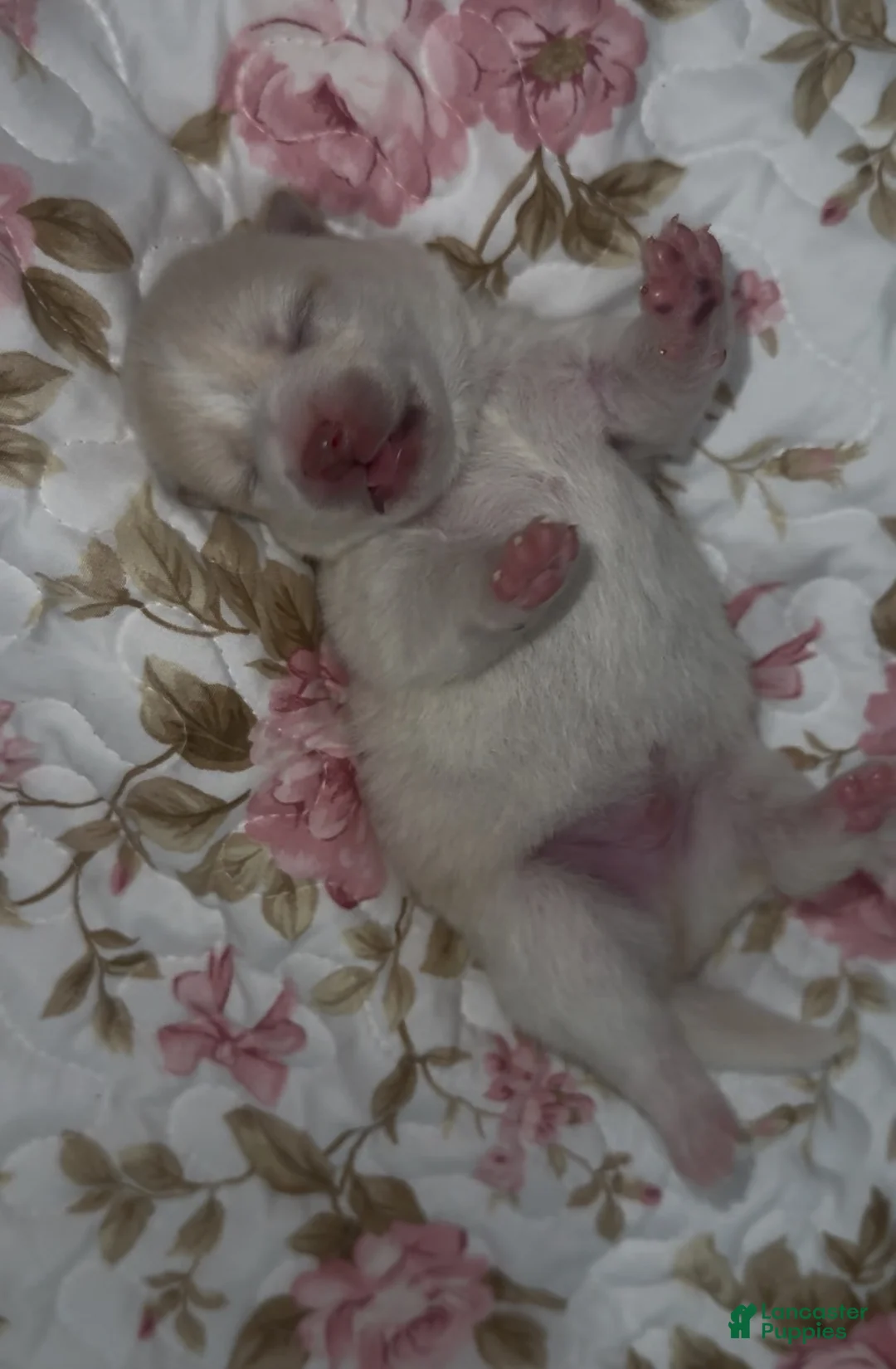 Mixed Breed dogs for sale: Atsushi - Ad 1