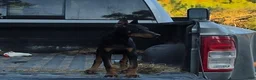 Doberman Pinscher dogs for sale: Azarel - Ad 3