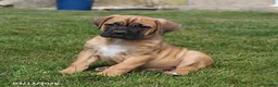 Cane Corso dogs for sale: Grant - Ad 1