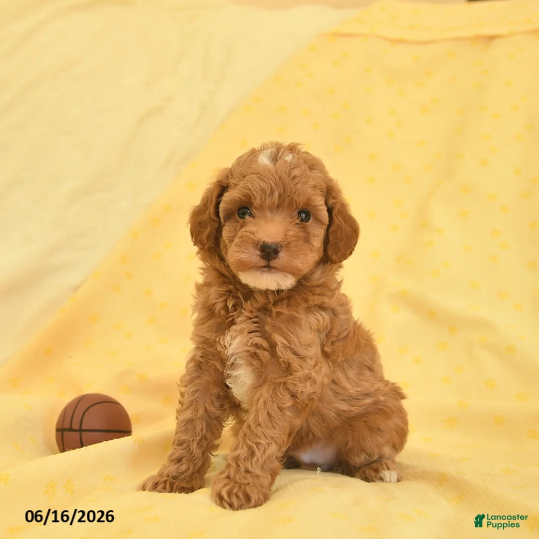 Toy Poodle dogs for sale: Paddington - Ad 2