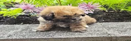 Teddy Bear dogs for sale: Tootsie - Ad 3