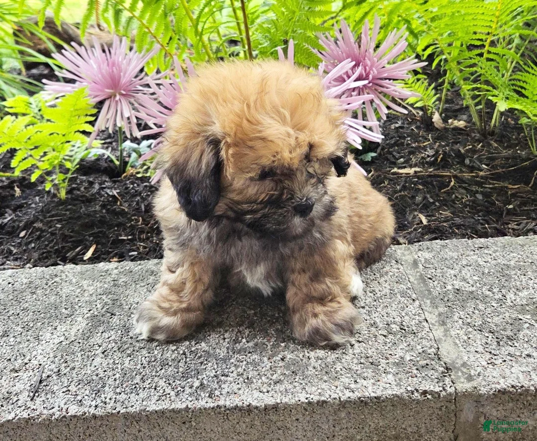 Teddy Bear dogs for sale: Tootsie - Ad 3
