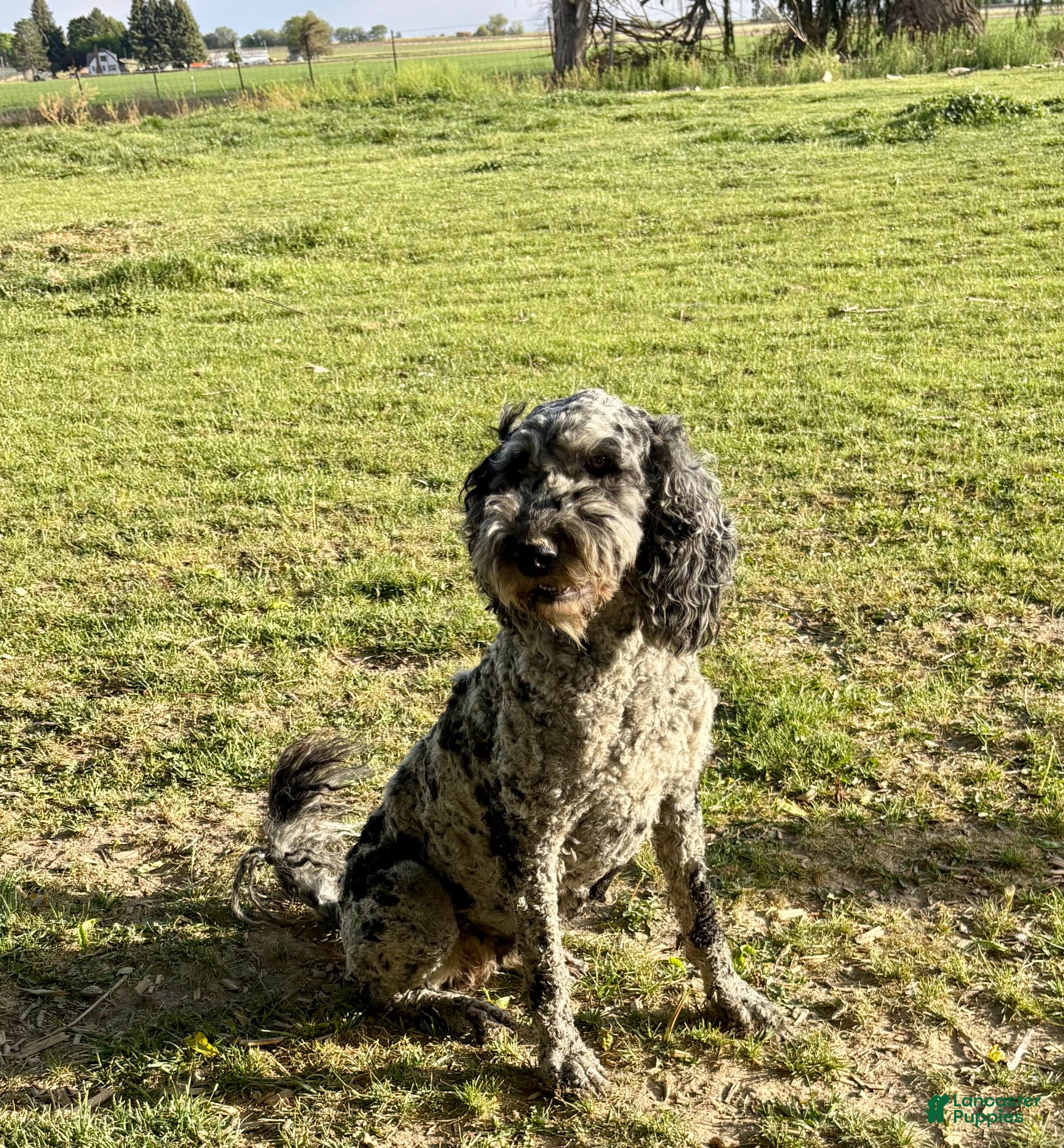 Bernedoodle dogs Bernedoodle Puppy 2 - Ad 2
