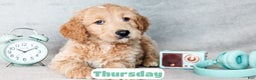 Goldendoodle dogs for sale: Thursday - Ad 2