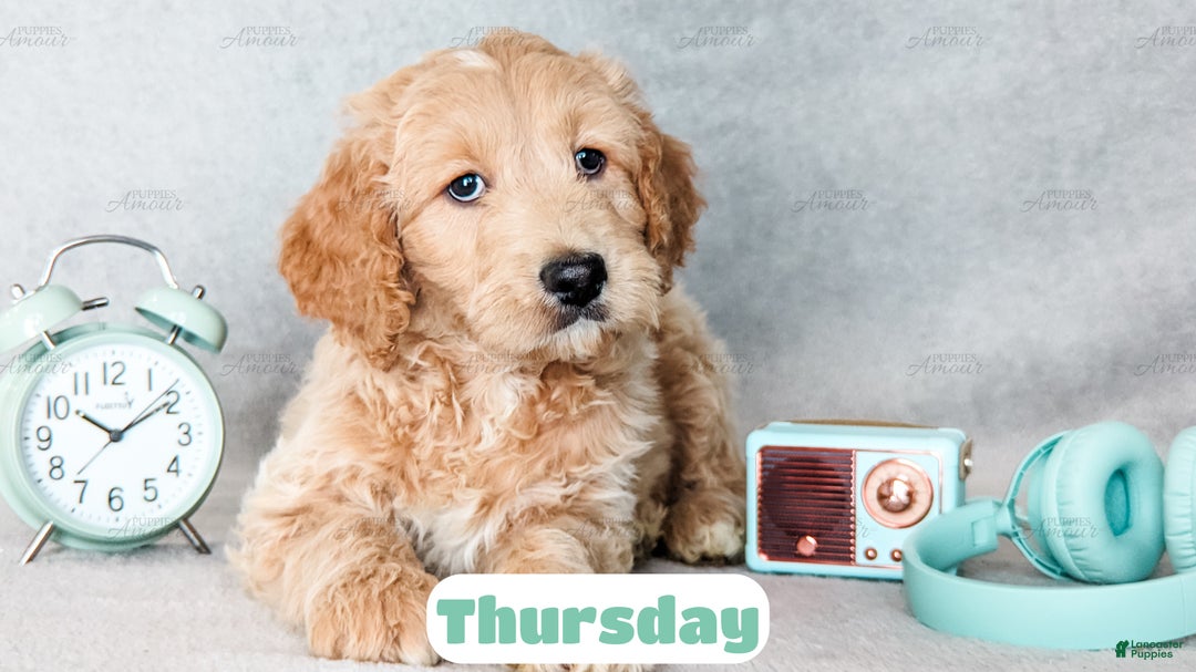 Goldendoodle dogs for sale: Thursday - Ad 2