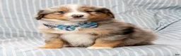 Australian Shepherd dogs for sale: Kayce - Ad 6