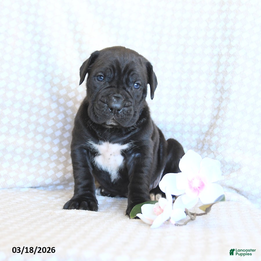 Cane Corso dogs Chase - Ad 1