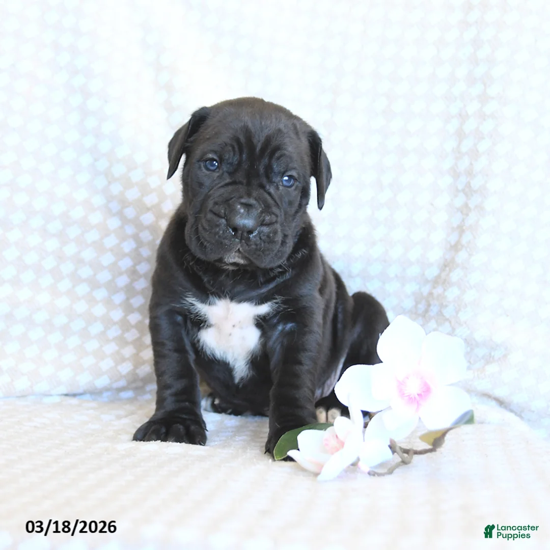 Cane Corso dogs for sale: Chase - Ad 1