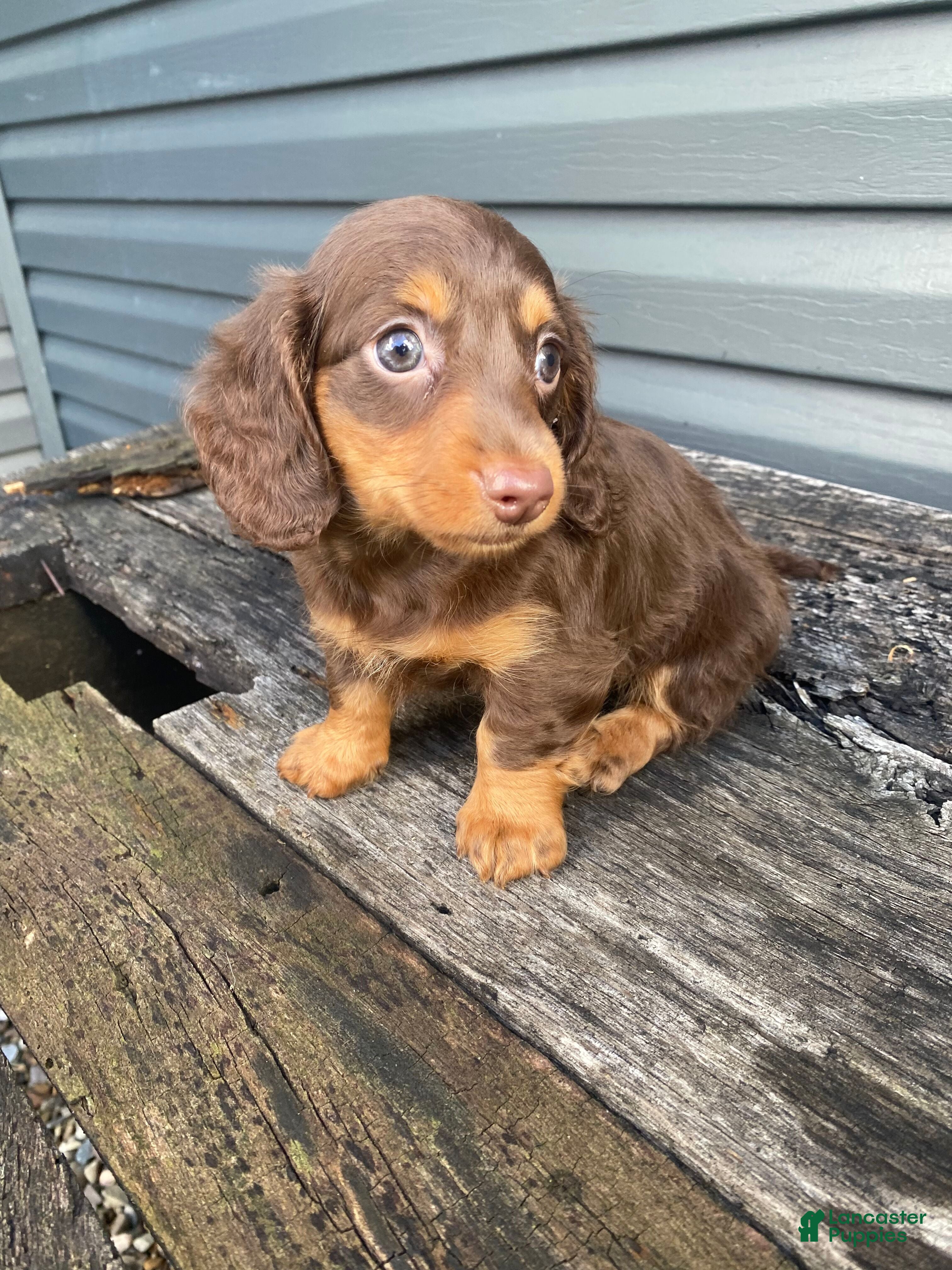 Miniature Dachshund dogs Pearl - Ad 1
