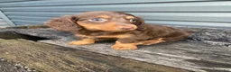 Miniature Dachshund dogs for sale: Pearl - Ad 1