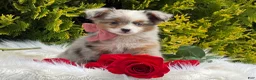 Toy Australian Shepherd dogs for sale: Tiny - Ad 6