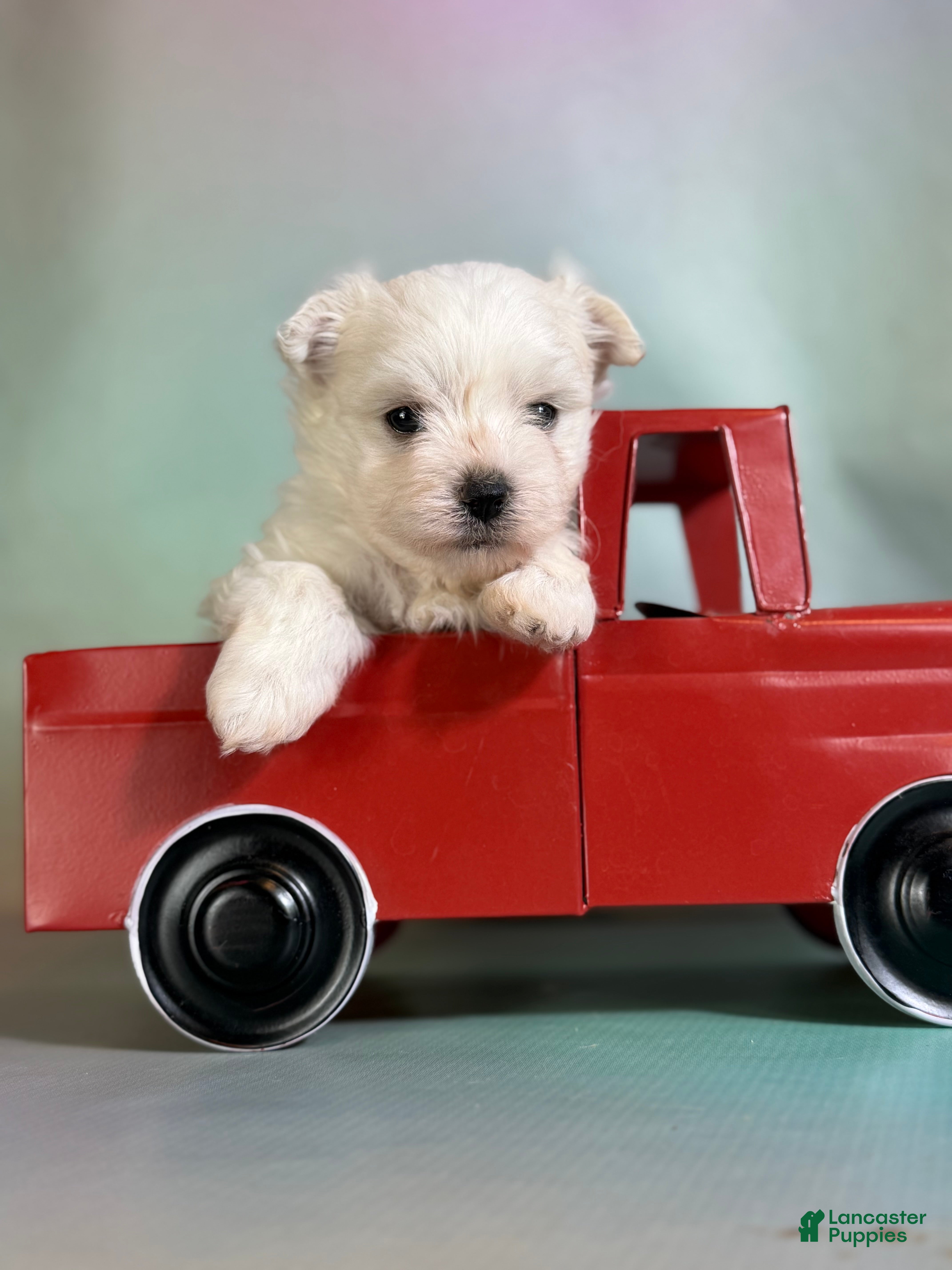 Maltipom dogs Donut  - Ad 1