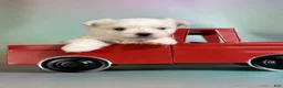 Maltipom dogs for sale: Donut  - Ad 2