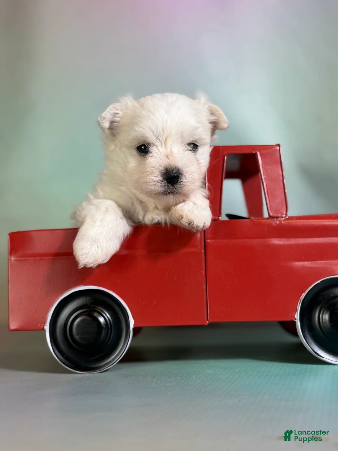 Maltipom dogs for sale: Donut  - Ad 2