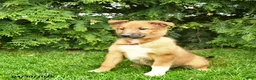 Mixed Breed dogs for sale: Ella  - Ad 3