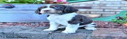 English Springer Spaniel dogs for sale: Ruger Jr - Ad 4