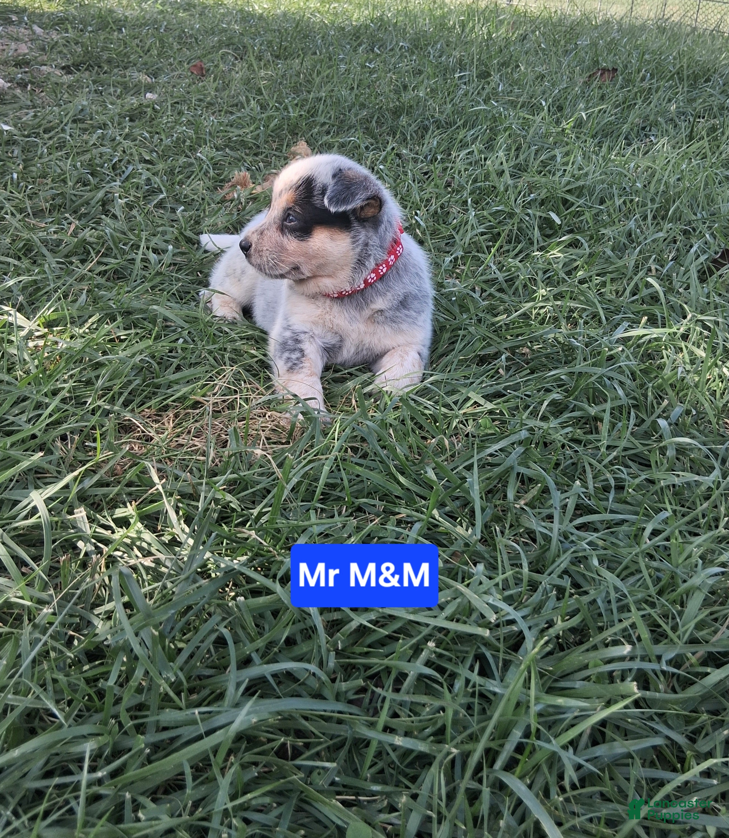 Australian Cattle Dog dogs Australian Cattle Dog Mr. M&M     AKC Registration - Ad 2