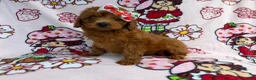 Cavapoo dogs for sale: Bella - Ad 7