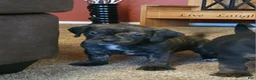Puggle dogs for sale: Copper - Ad 4