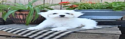Mixed Breed dogs for sale: Opal - Ad 4