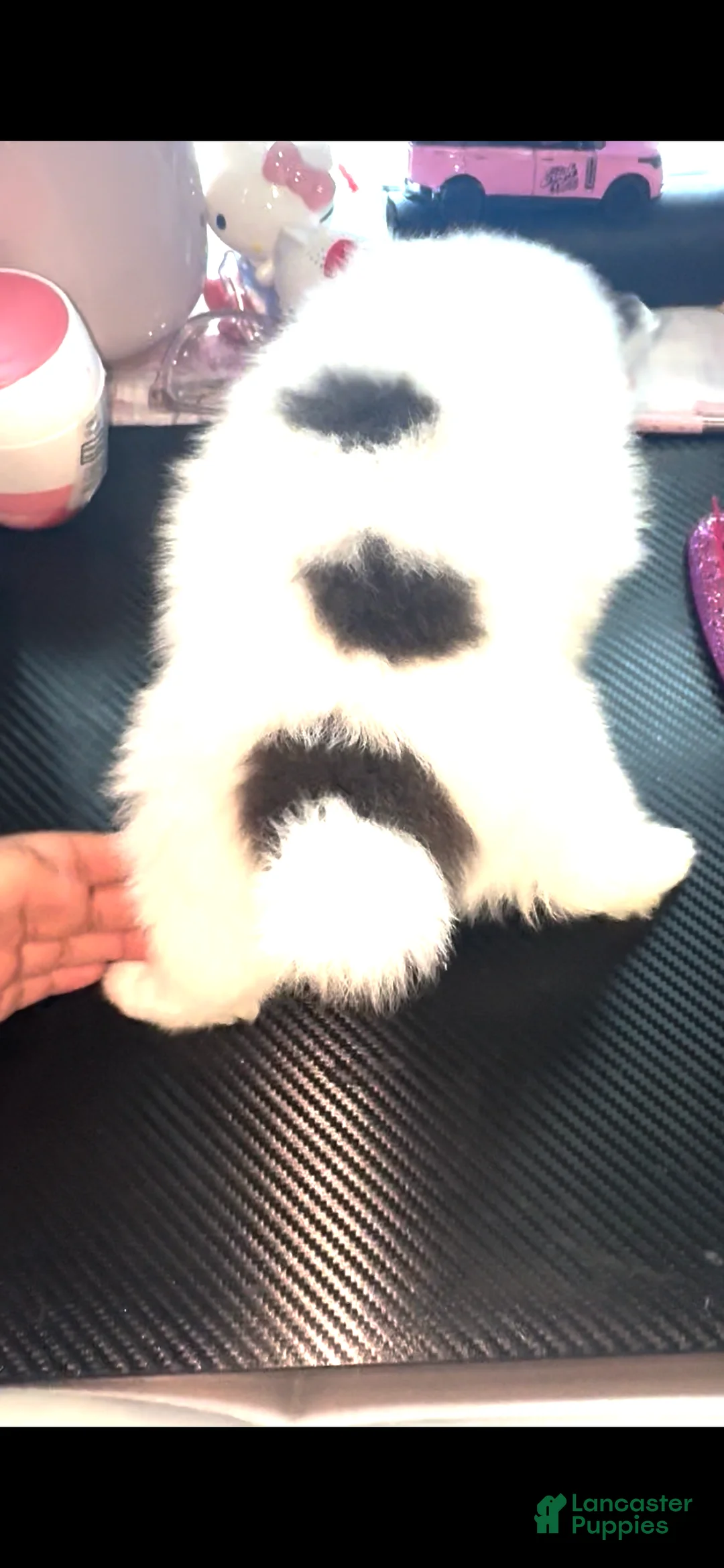 Pomeranian dogs for sale: Pomeranian 4 - Ad 2