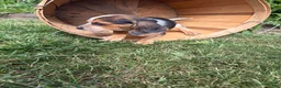 Beagle dogs for sale: Riot - Ad 4