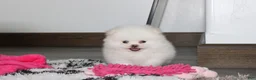 Pomeranian dogs for sale: Reese - Ad 11