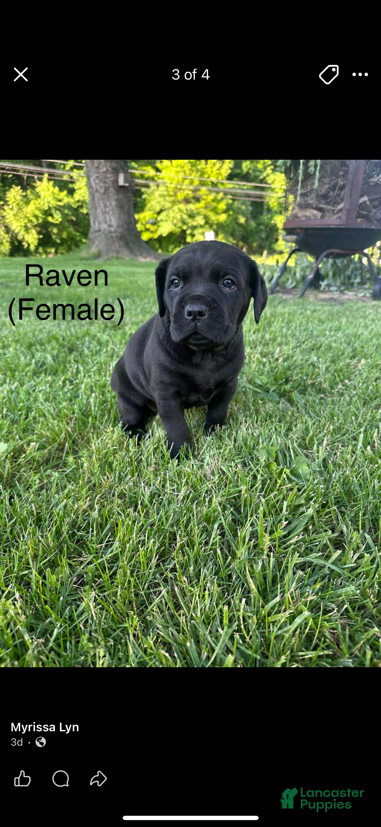 Cane Corso dogs for sale: Cane Corso Puppy 4 - Ad 1