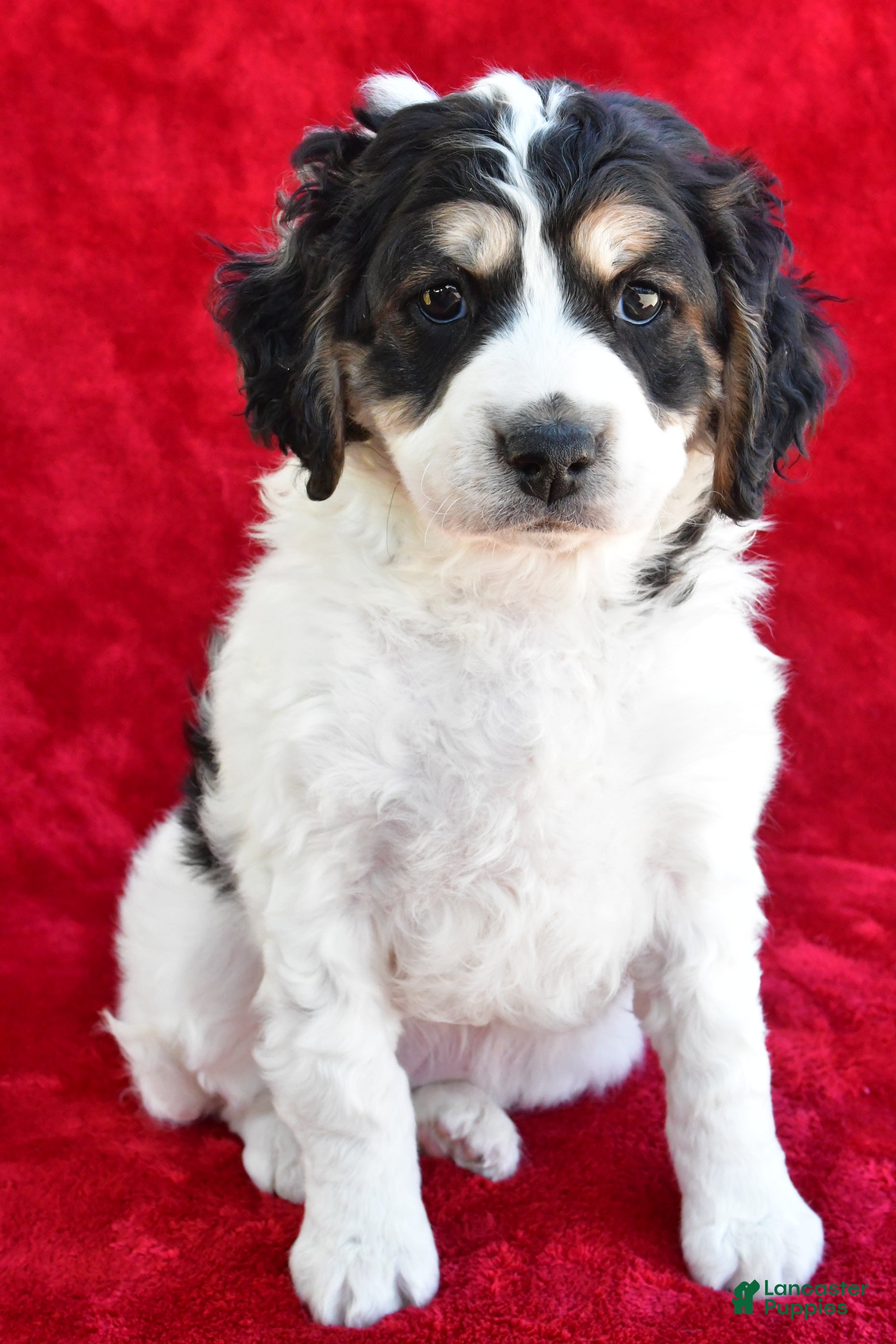 Mixed Breed dogs Colleen - Ad 1
