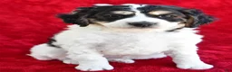 Mixed Breed dogs for sale: Colleen - Ad 1