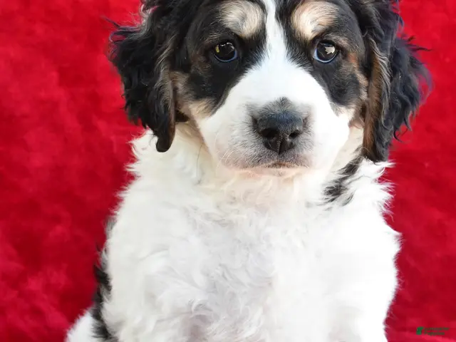 Mixed Breed dogs Colleen - Ad 1