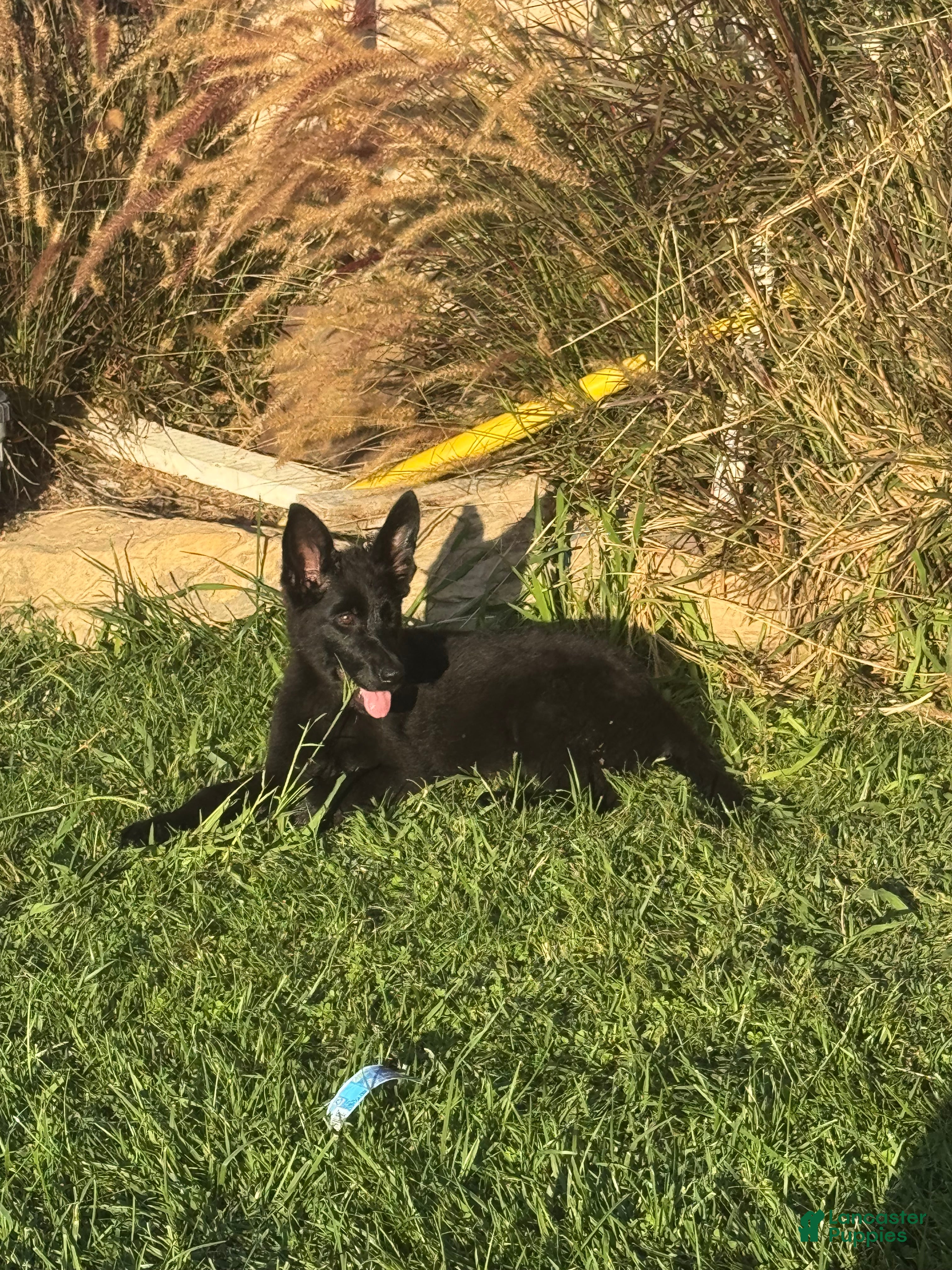 German Shepherd dogs German Shepherd 3 - Ad 2