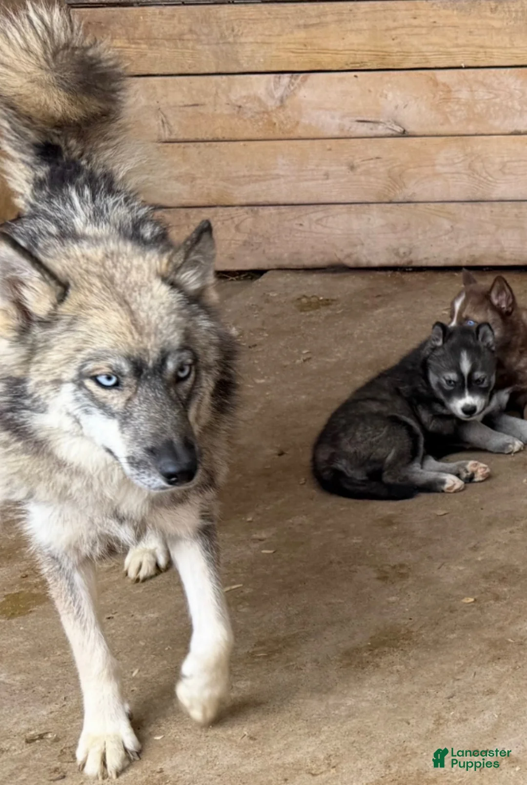 Siberian Husky dogs for sale: Siberian Husky 1 - Ad 3