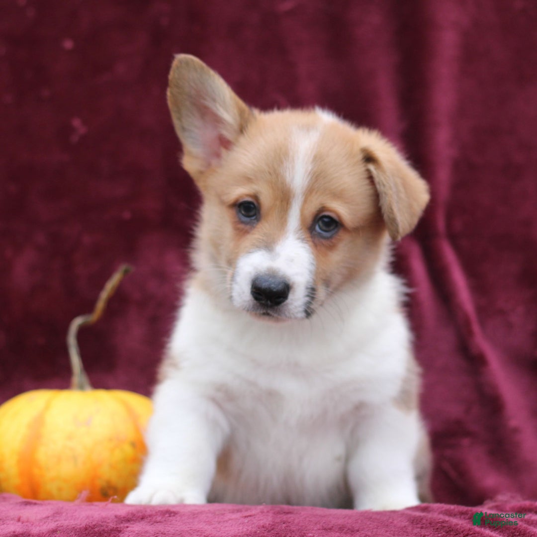 Welsh Corgi Pembroke dogs for sale: Hans  - Ad 2