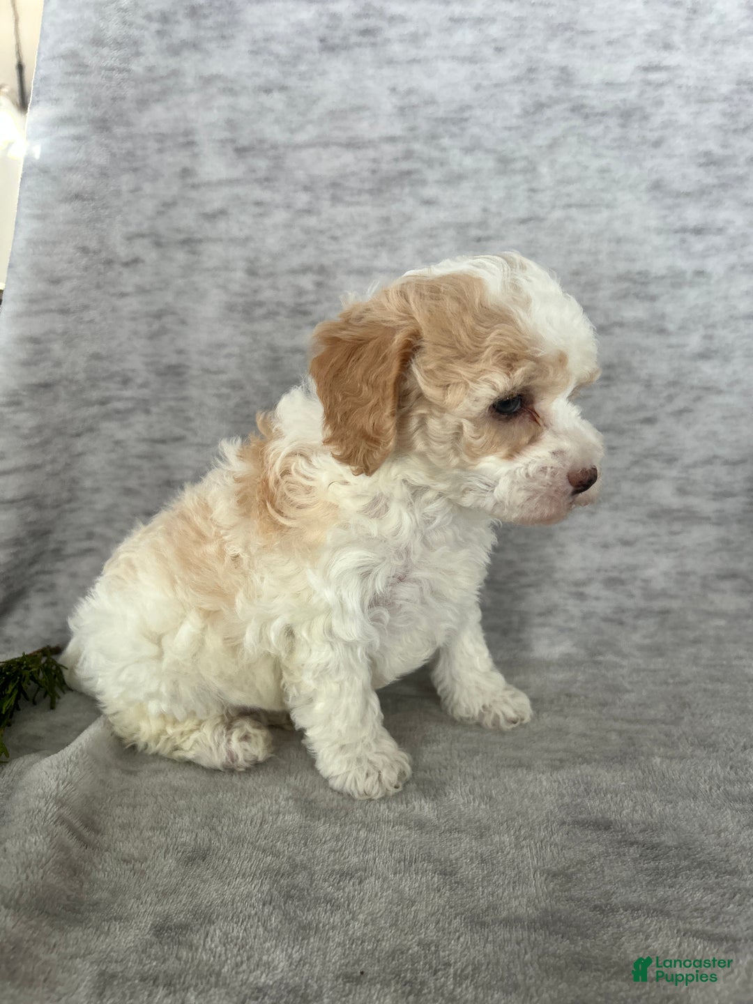 Cavapoo dogs for sale: Missie - Ad 5