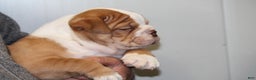 Olde English Bulldogge dogs for sale: Bluegates BOSS HOGG - Ad 6