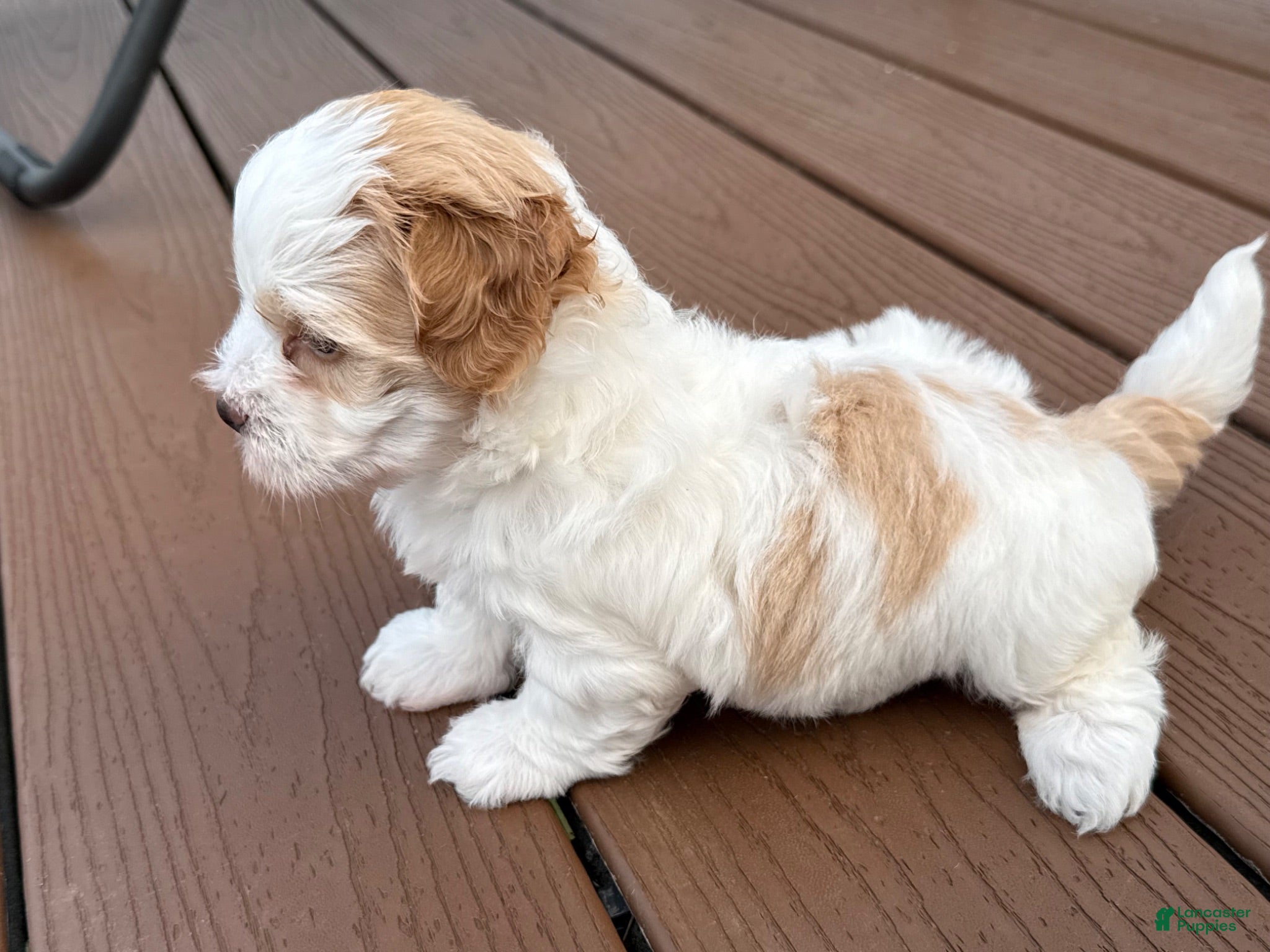 Mixed Breed dogs Mixed Breed 2 - Ad 21